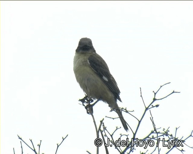 Ibera Seedeater - ML201171661