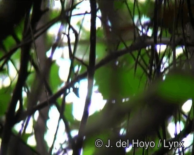 White-lored Spinetail - ML201171671