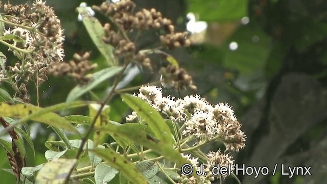 White-bellied Woodstar - ML201171701