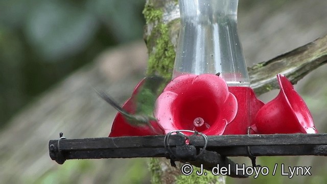 kolibřík trnoocasý - ML201171741