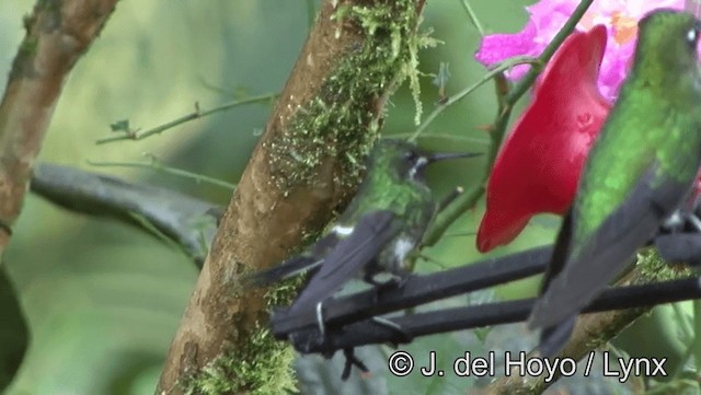 kolibřík trnoocasý - ML201171751