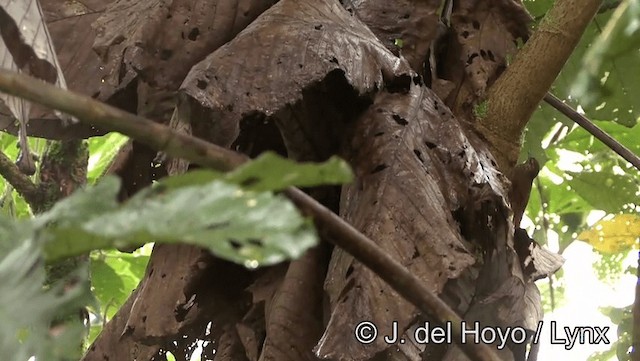 Trepatroncos Picocuña (grupo pectoralis) - ML201171761