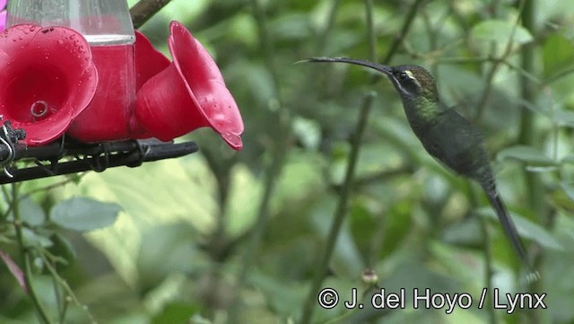 kolibřík bělovousý - ML201171801