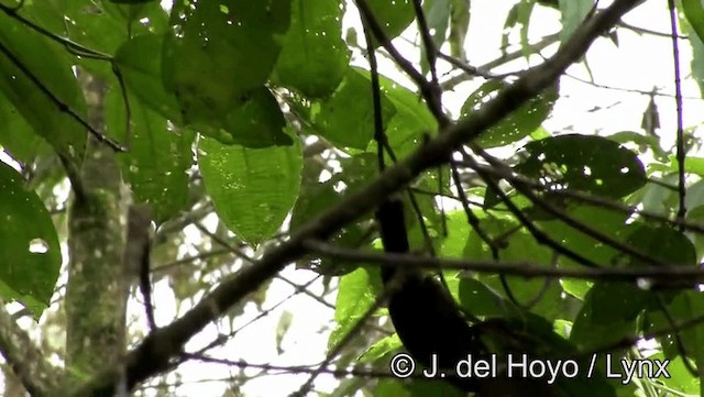 Buff-fronted Foliage-gleaner - ML201171811