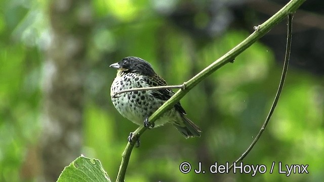 Rufous-throated Tanager - ML201171841