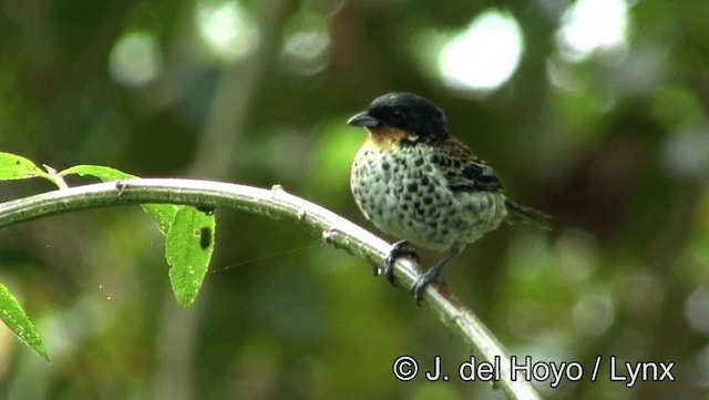 Tangara Golirrufa - ML201171851