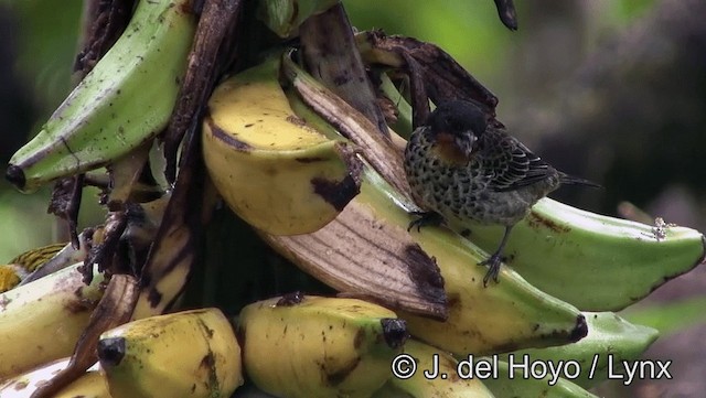 Rufous-throated Tanager - ML201171861