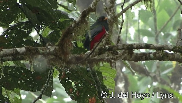 Masked Trogon - ML201171871