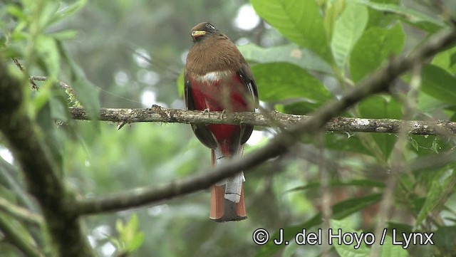 Masked Trogon - ML201171881