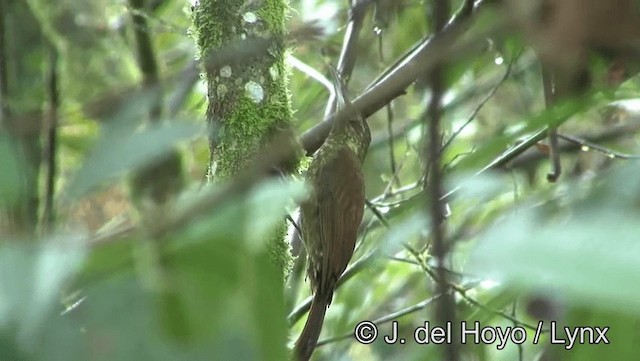 Spotted Woodcreeper (Berlepsch's) - ML201171891