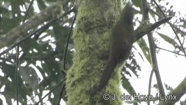 flekktreløper (aequatorialis gr.) - ML201171901