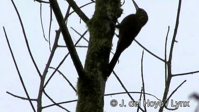 Spotted Woodcreeper (Berlepsch's) - ML201171911