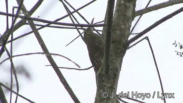 シロボシオニキバシリ（aequatorialis グループ） - ML201171921