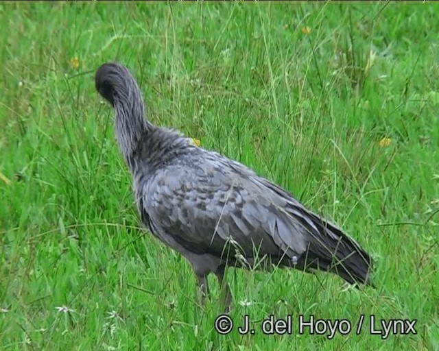 Ibis plombé - ML201171931