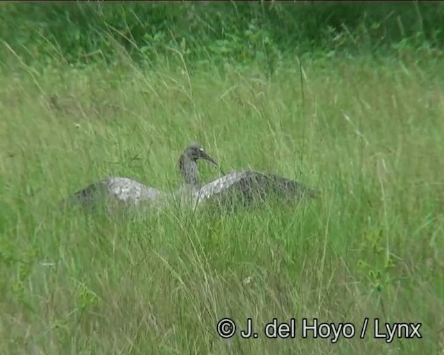 Ibis plombé - ML201171941