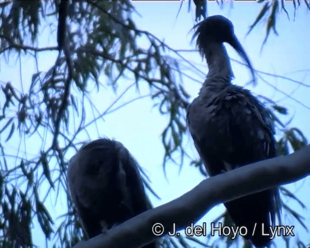 Ibis plombé - ML201171951