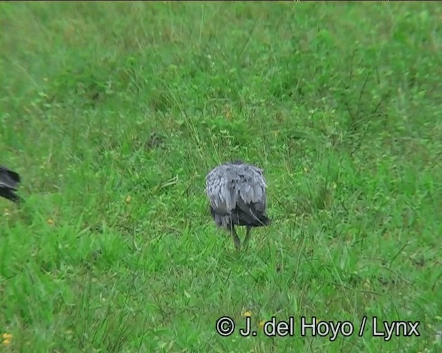 Plumbeous Ibis - ML201171961