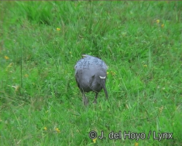 Plumbeous Ibis - ML201171971