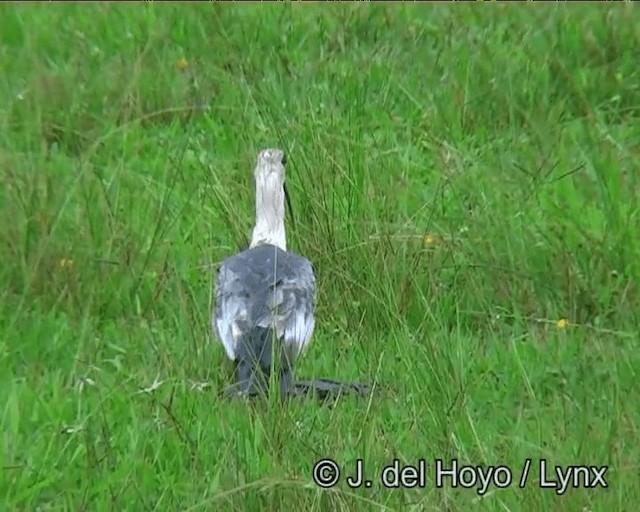 Buff-necked Ibis - ML201172001