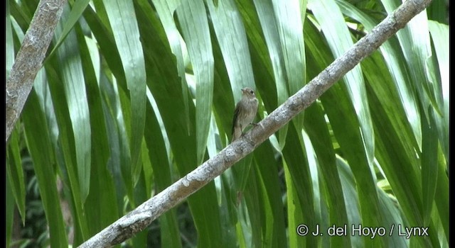 ミナミコサメビタキ（williamsoni） - ML201172031