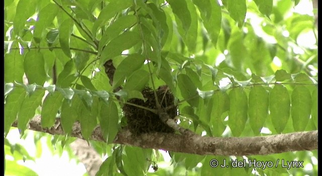 ミナミコサメビタキ（williamsoni） - ML201172041