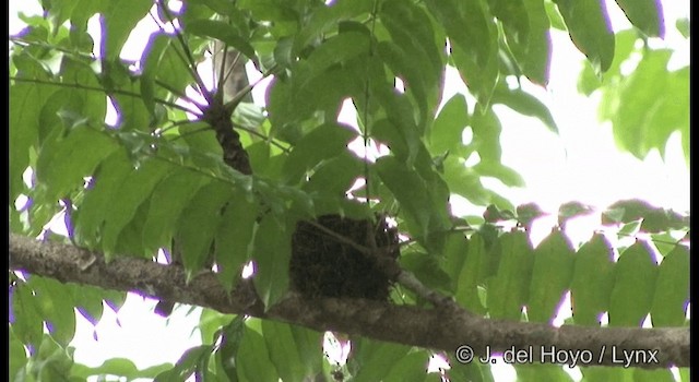 ミナミコサメビタキ（williamsoni） - ML201172051