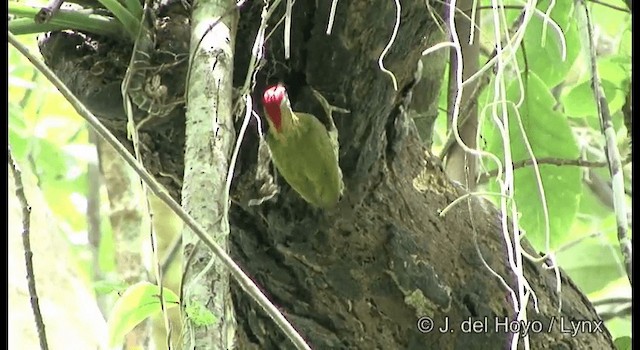 Streak-breasted Woodpecker - ML201172141