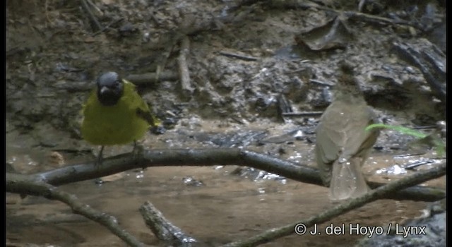 Black-headed Bulbul - ML201172231