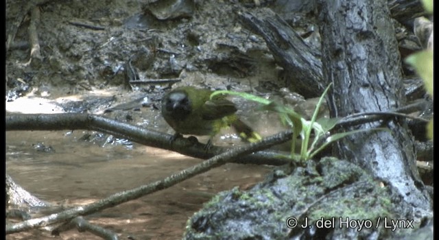 Bulbul cap-nègre - ML201172241