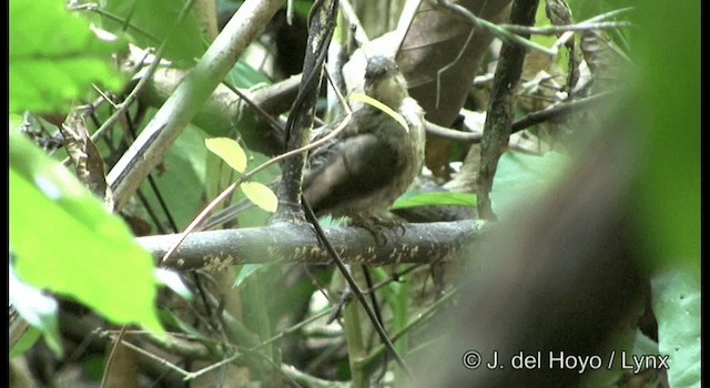 Bulbul aux yeux rouges - ML201172251