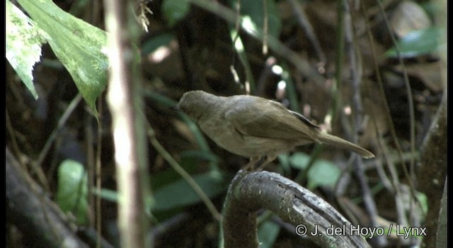 アカメチャイロヒヨ - ML201172261