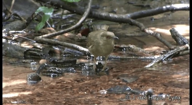 Red-eyed Bulbul - ML201172271