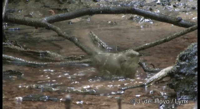 Red-eyed Bulbul - ML201172281