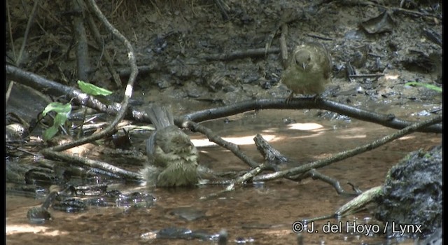 Red-eyed Bulbul - ML201172291