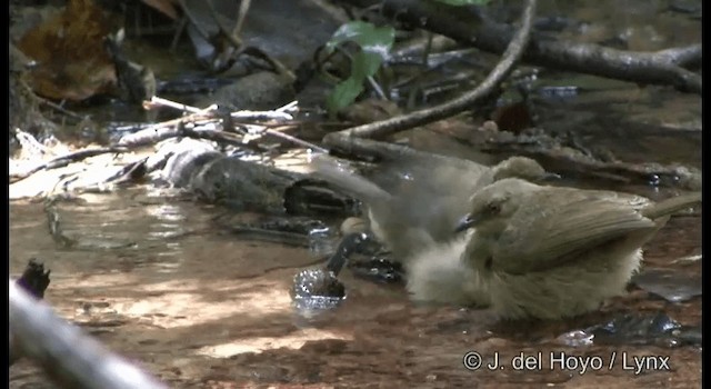 Red-eyed Bulbul - ML201172301