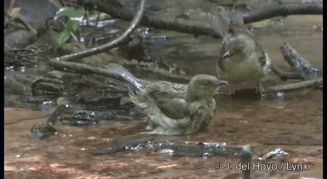 Red-eyed Bulbul - ML201172311