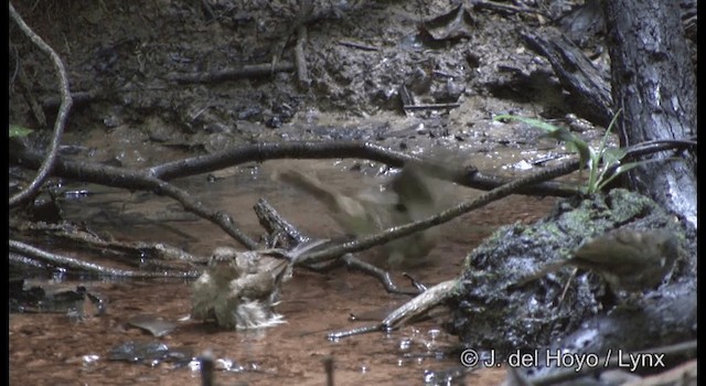 Red-eyed Bulbul - ML201172331