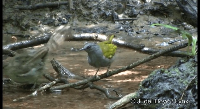 Gray-bellied Bulbul - ML201172341