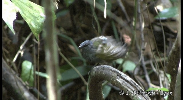 Gray-bellied Bulbul - ML201172351