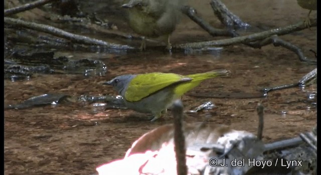 Bulbul à ventre gris - ML201172361