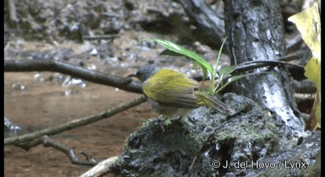 Bulbul Ventrigrís - ML201172371