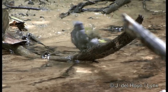 Gray-bellied Bulbul - ML201172381