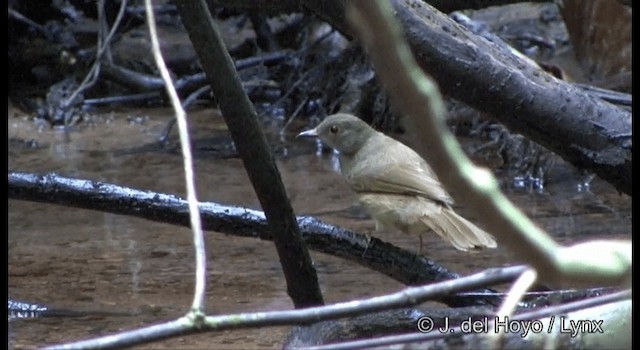 Bulbul de Anteojos - ML201172391