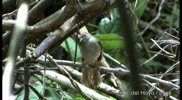 Spectacled Bulbul - ML201172401