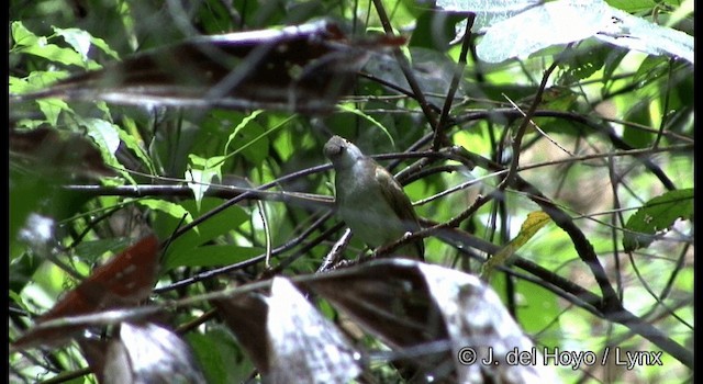 Gözlüklü Arapbülbülü - ML201172411