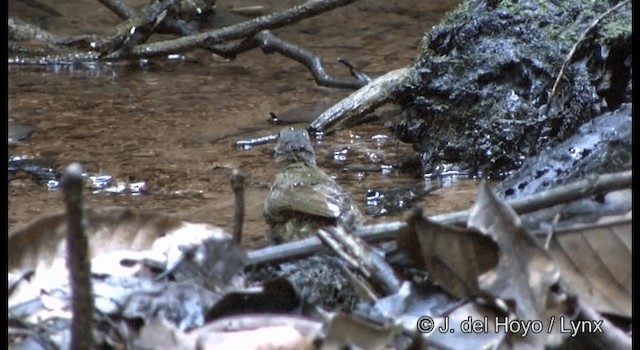 Spectacled Bulbul - ML201172431