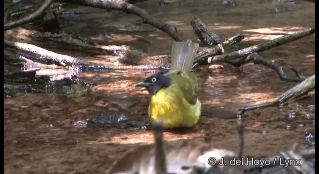 Black-crested Bulbul - ML201172441