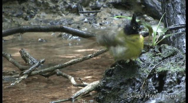 Bulbul à huppe noire - ML201172451