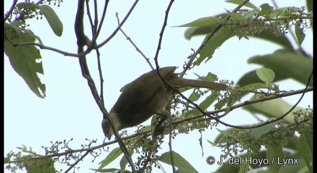 Bulbul à ailes olive - ML201172471