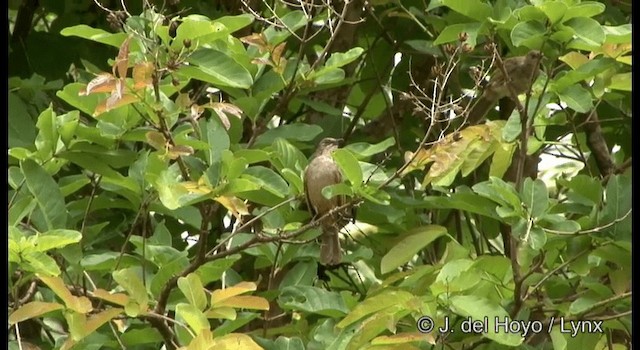 Bulbul Aliverde - ML201172481